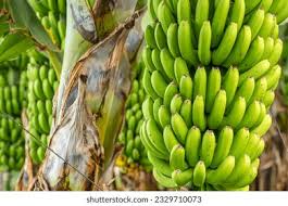 Green Gold; The Legacy of Plantain Farming